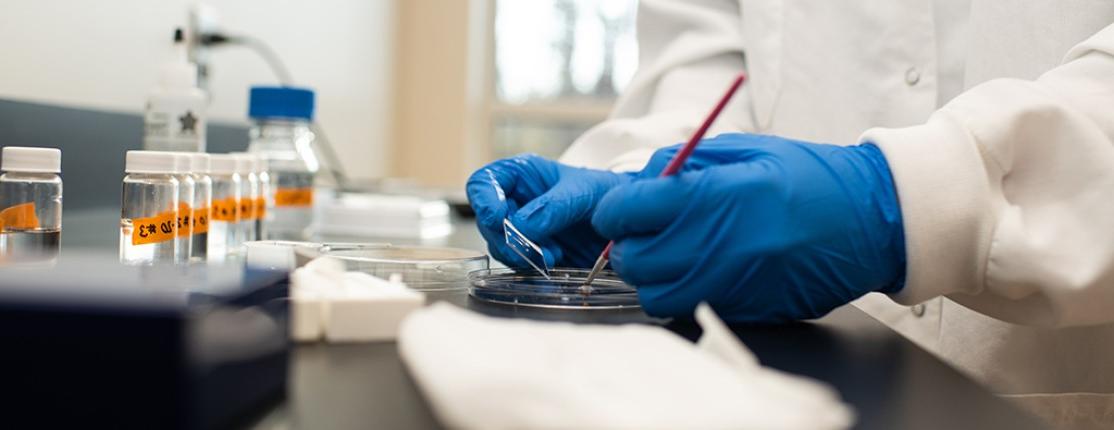 A close-up of hands in blue latex gloves working on a petri dish